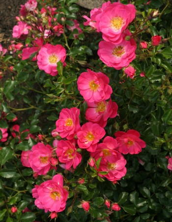 Buy Roses 365 -Vigorosa®